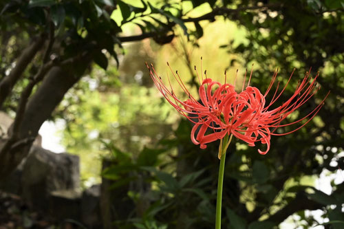 spider lily