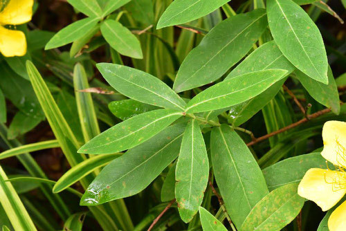 Chinese hypericum
