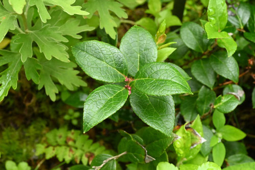 アカモノ,植物