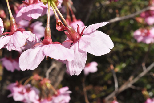 ヨウコウ,サクラ,陽光桜の木
