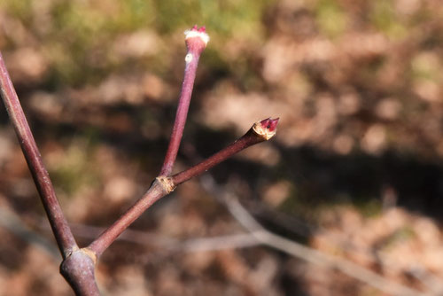 イロハモミジ,いろはもみじ,ふゆめ,イロハカエデ