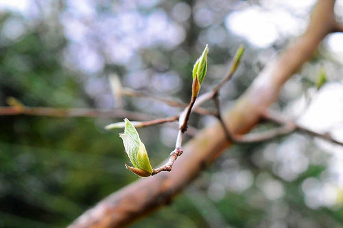 沙羅の新芽 画像