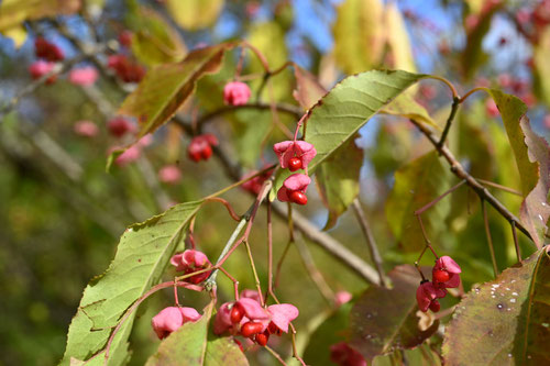 spindle tree,picture