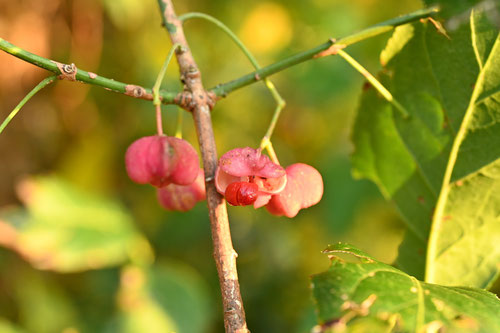 spindle tree,picture