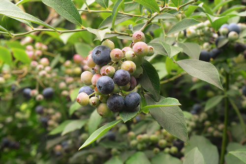 Blueberry,fruits