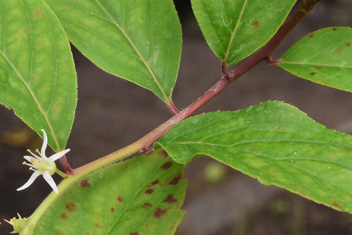 小葉のズイナ,植物