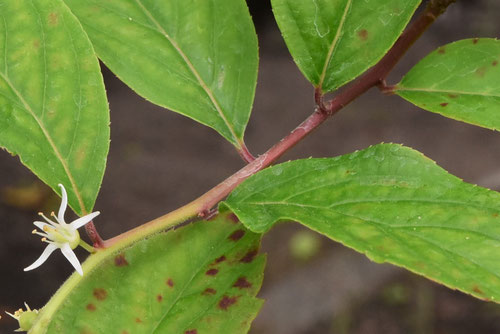 コバノズイナ,小葉のずいな,植物