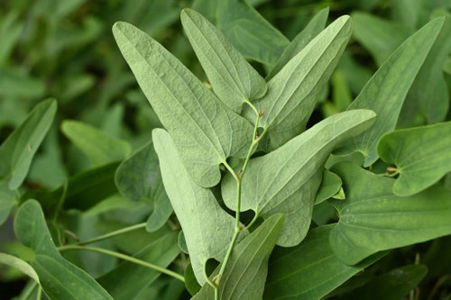 馬の鈴草,ウマノスズクサ