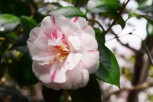 狩衣（かりぎぬ）