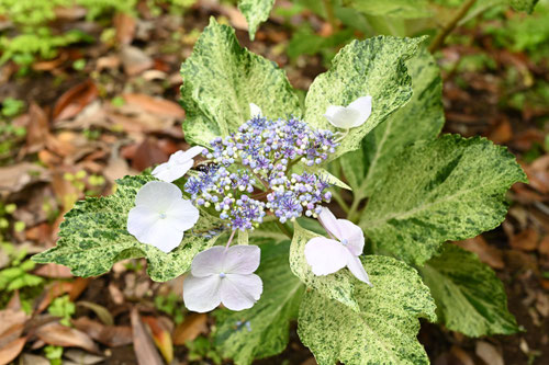 葉に模様が入る紫陽花,ガクアジサイ