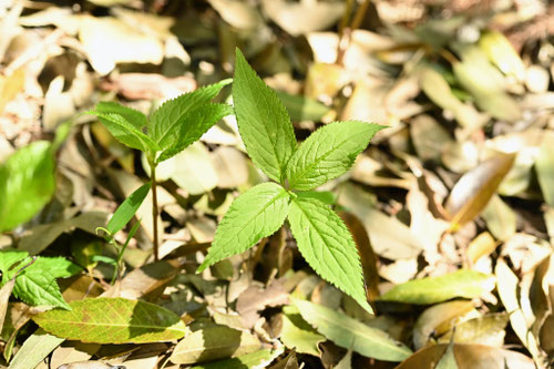 フタリシズカ,ふたりしずか,二人静,植物