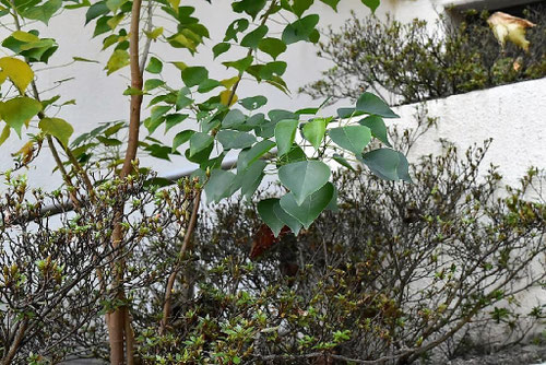 ナンキンハゼ,南京櫨,なんきんはぜ,特徴