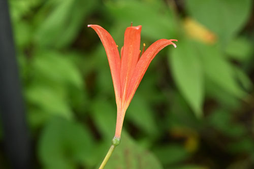 Red heart lily,flower