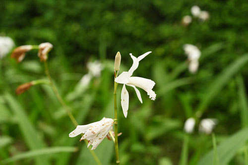 シラン（紫欄） - 庭木図鑑 植木ペディア