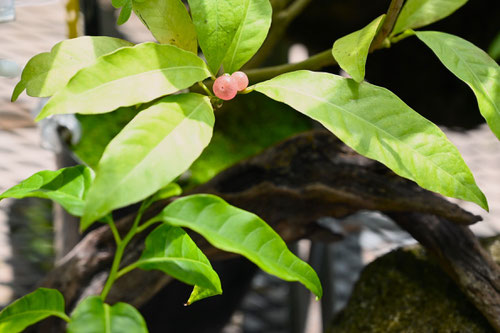 はなしんぼうぎ,植物