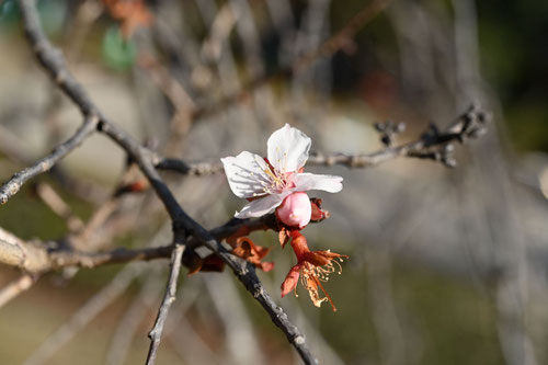 Flowering trees in December in Japan