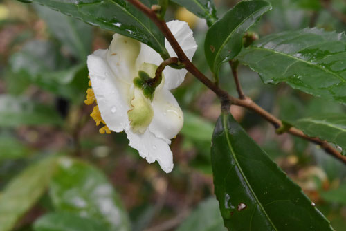 お茶の木の花,tea tree