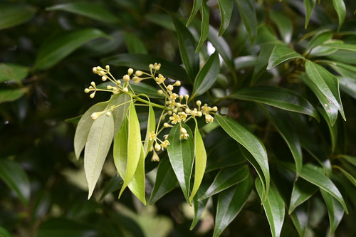 肉桂の花,にっけい,時期,ニッケイの花
