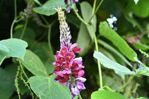 葛の花,開花時期,クズ,くず
