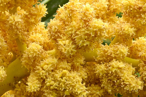 シュロの木,おばな,しゅろのはな,棕櫚の花