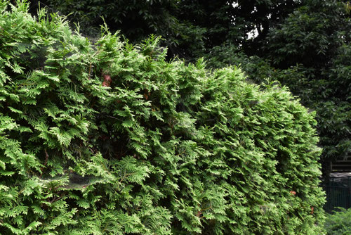 家の周りに植える庭木