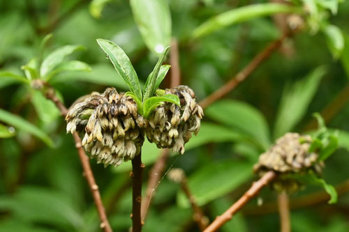 三椏という木の実,みつまた,植物