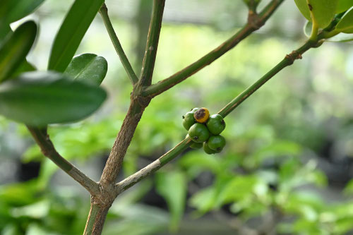 福木,ふくぎ,フクギ,植物
