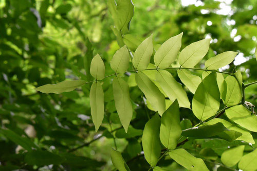 フジ,ふじ,葉っぱ,leaf,japanese  wisteria