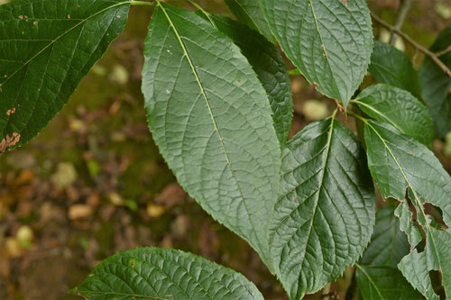 トチュウ茶の葉の木,杜仲