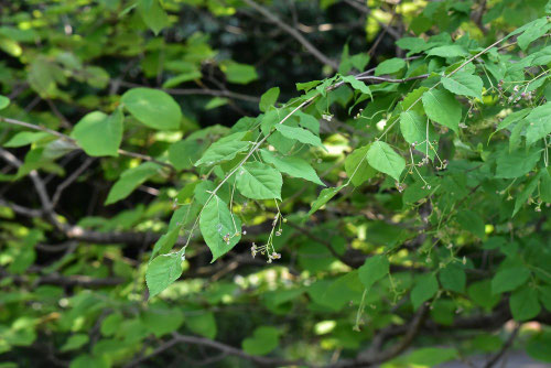 ツリバナ,つりばなの木の枝葉の様子,雑木の庭