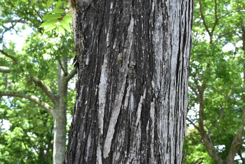 Chinese cedar,trunk