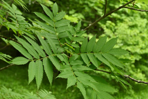ナナカマド,ななかまど,葉っぱ,七竈の木