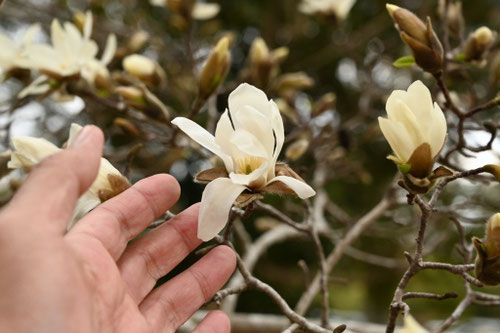 コブシの花,辛夷の木,こぶし,植物