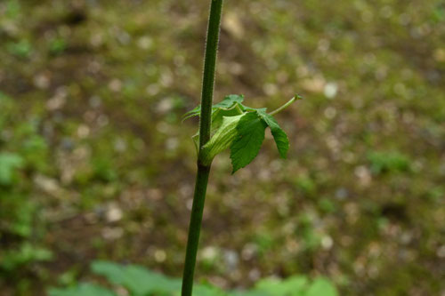 ハナウド,はなうど,花独活