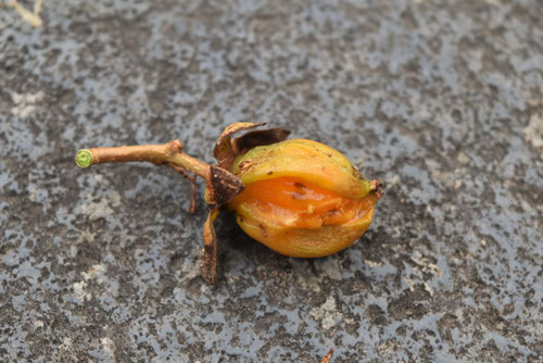 Japanese silvervine,fruits