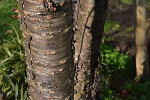 Wild Himalayan Cherry,trunk