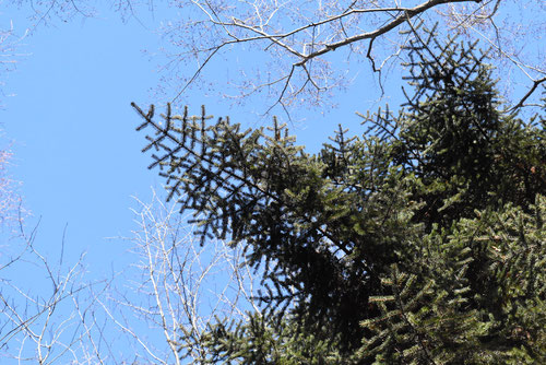 Tiger-tail spruce,ばらもみ