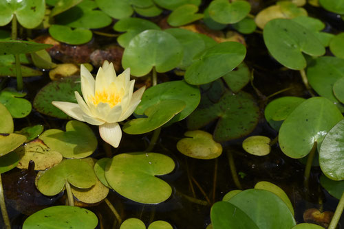 羊草,水草