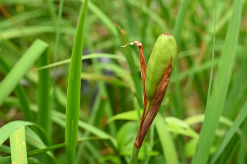 アヤメの種,菖蒲,あやめ