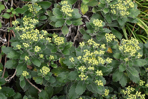 いそぎく,ツボミ,つぼみ,イソギク,磯菊