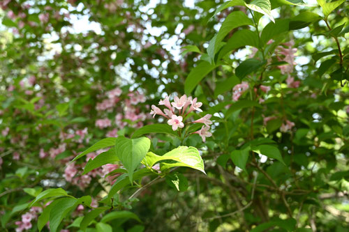 やぶうつぎ,ヤブウツギ,植物