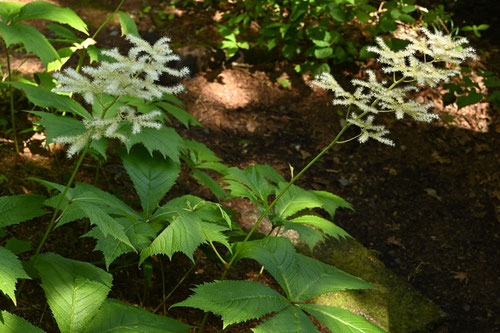 やぐるまそう,花