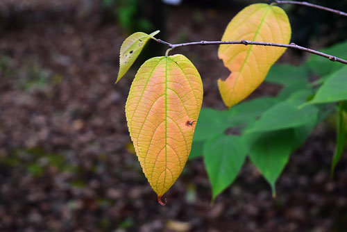 楮 紅葉