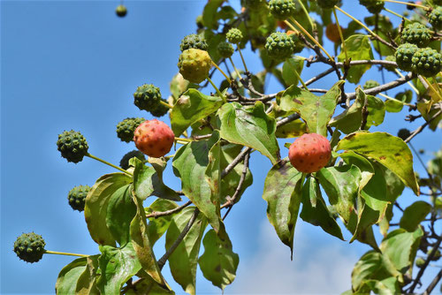 ヤマボウシの実,やまぼうし,食用