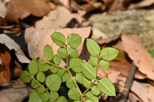 アリドオシ,植物,ありどうし,一両