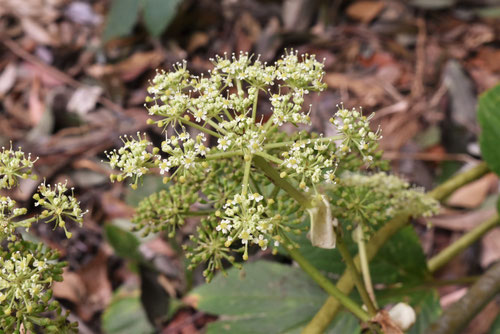 あしたば,花,明日葉,アシタバ