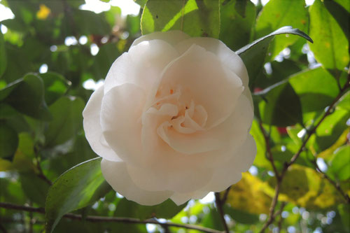 日月（じつげつ）