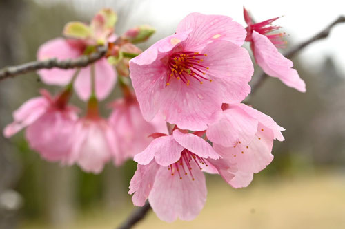 陽光桜の木の花