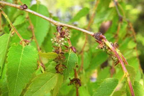 ケヤキ,けやき,欅,雌雄,花が咲く