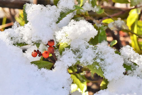 せんりょう,雪と千両,センリョウ